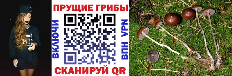 Псилоцибиновые грибы Magic Shrooms  Купить  Дорогобуж 